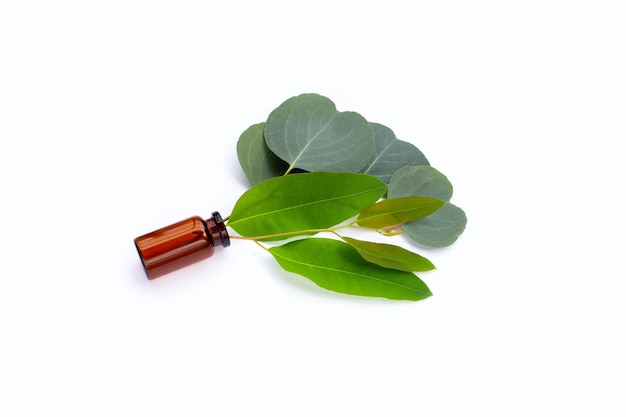 Green leaves of eucalyptus on white