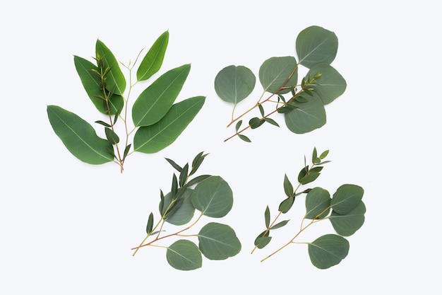 Green leaves of eucalyptus on white