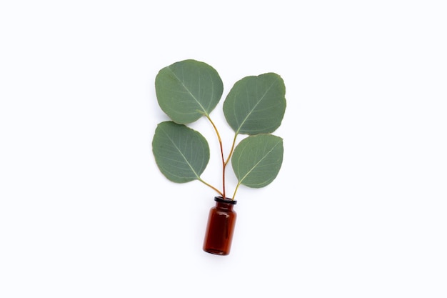 Green leaves of eucalyptus on white