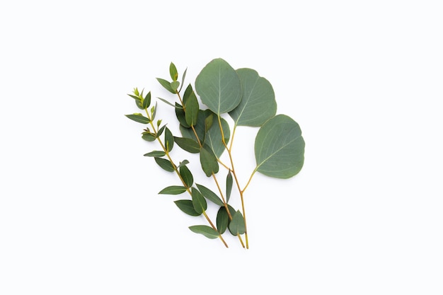 화이트에 유칼립투스의 녹색 잎