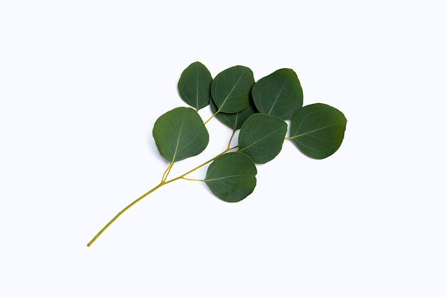 Green leaves of eucalyptus on white