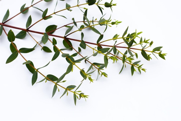 Photo green leaves of eucalyptus on white