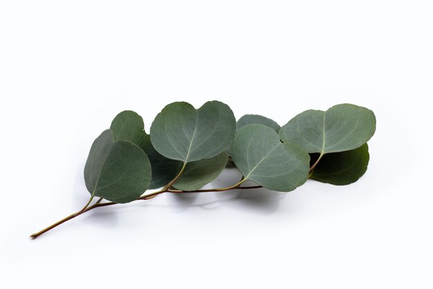 Green leaves of eucalyptus on white