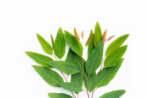 Green leaves of eucalyptus on white