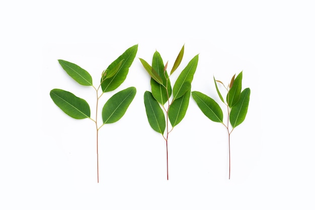 Green leaves of eucalyptus on white