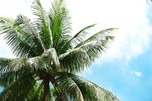 Green leaves of exotic palm trees and blue sky