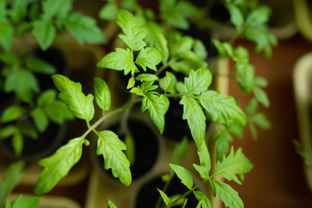 Green leaves of farm seedlings closeup