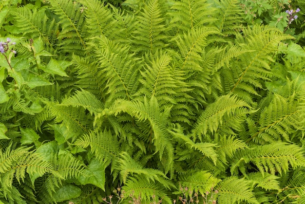 シダの緑の葉。胞子を介してシダであり、種子も花もありません