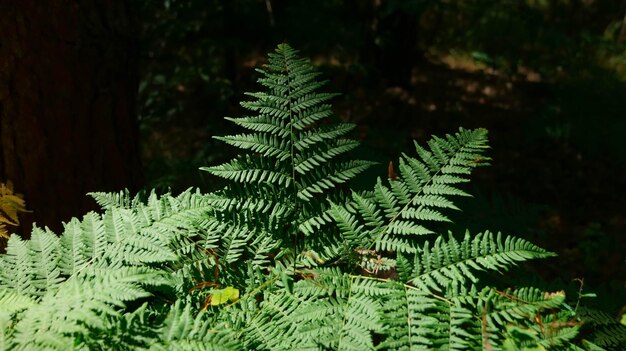 Foto foglie verdi di una felce nella foresta alla luce del sole.