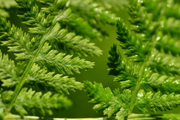 Photo green leaves of fern in morning dew sparkling in the morning sun