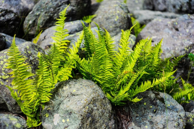 Green leaves of fern plant