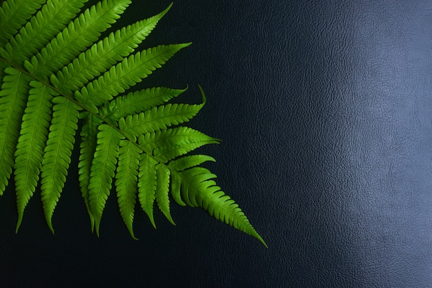 Green leaves fern tropical rainforest foliage plant on black background.