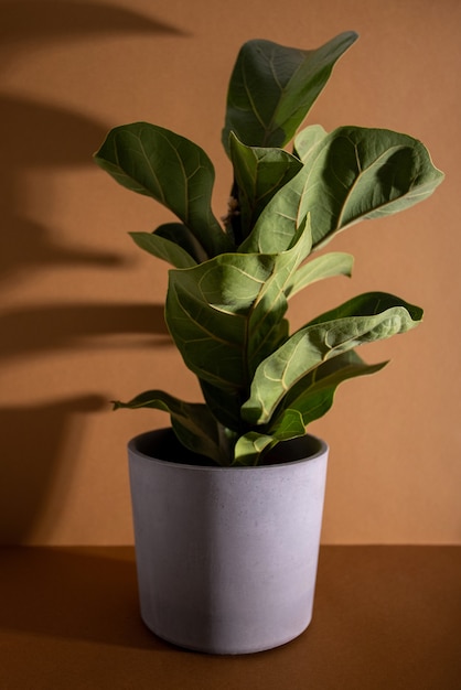 Green leaves of fiddle fig or ficus lyrata fiddleleaf fig tree the popular ornamental tropical house...