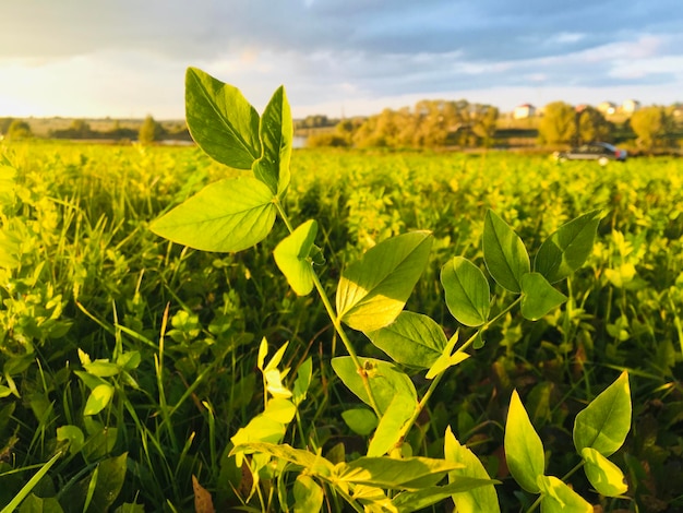 Photo green leaves on field against sky