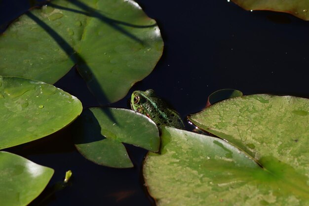 Photo green leaves floating on a lake