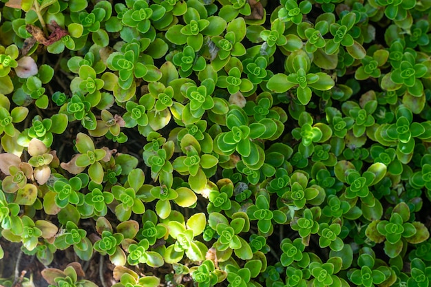 Green leaves floral background.