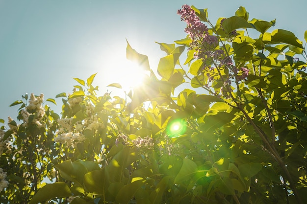 緑の葉と花、青い空、太陽光線のある明るい太陽