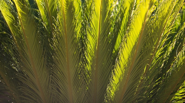 Green leaves foliage pattern texture in a jungle tropical leaf texture palm foliage nature green bac