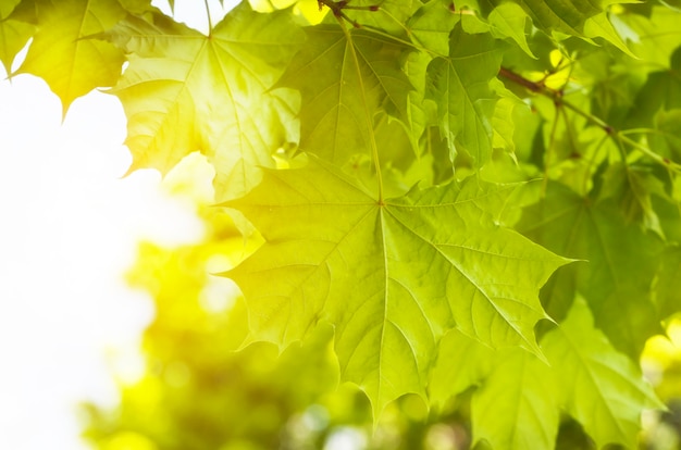 Green leaves in forest background in sunny day