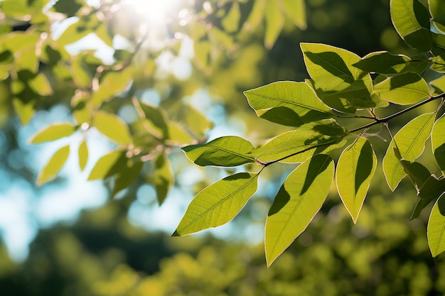 緑 の 葉 は 森 の 自然 の 環境 で,太陽 は 明るい 空 の 中 で 木 の 葉っぱ を 照らし て い ます