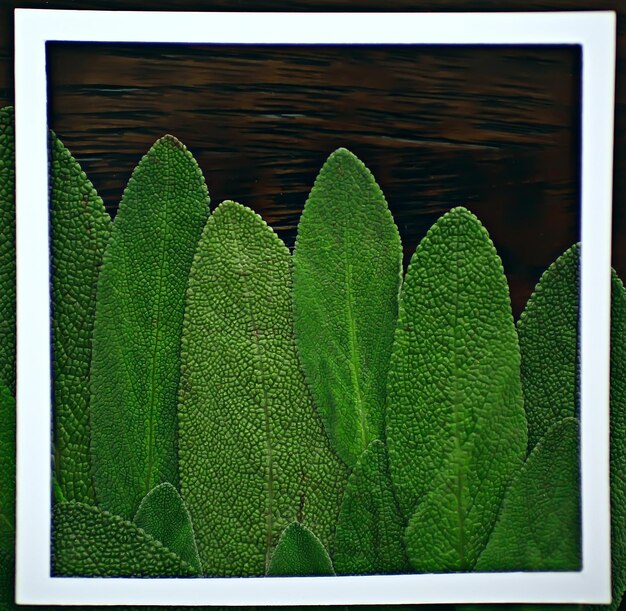 green leaves frame abstract background / unusual green background, nature concept