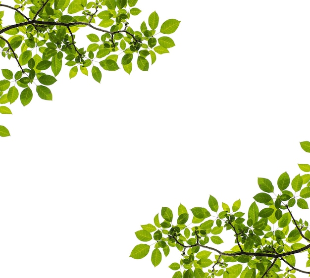 green leaves frame or border isolated on white background room for texts