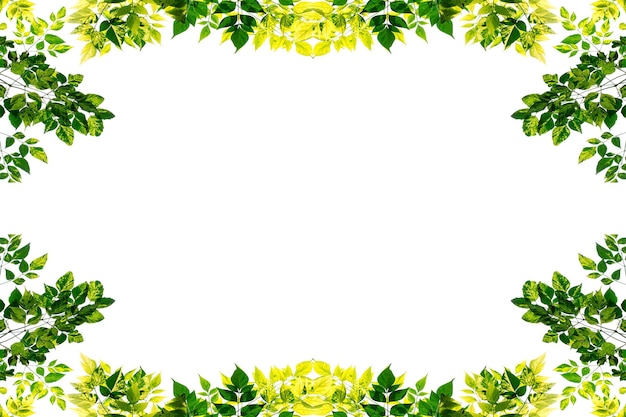 Рамка из зеленых листьев, изолированных на белом фоне