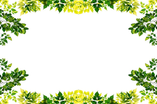 Green leaves frame isolated on white background