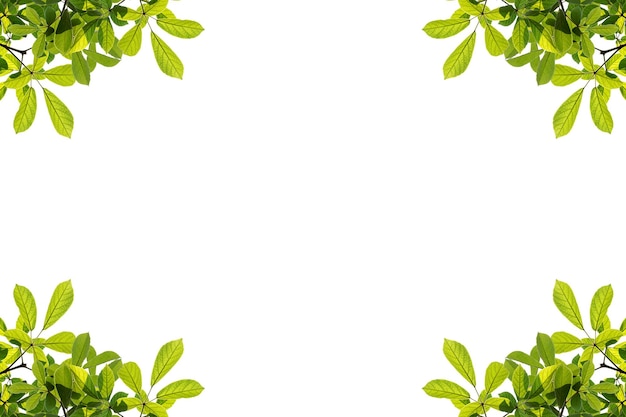 Green leaves frame isolated on white background