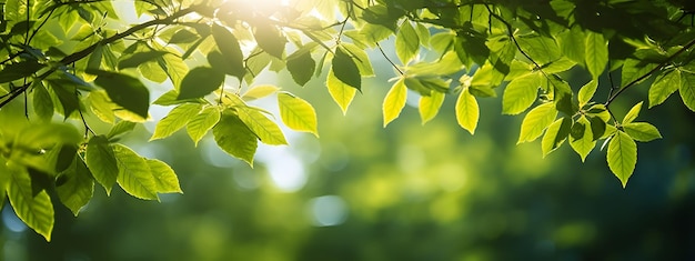 Green leaves on fresh spring summer sky background with strong sunlight shining through the trees