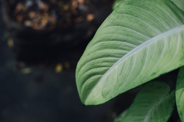 Green leaves from nature Green area and leaves Natural concept