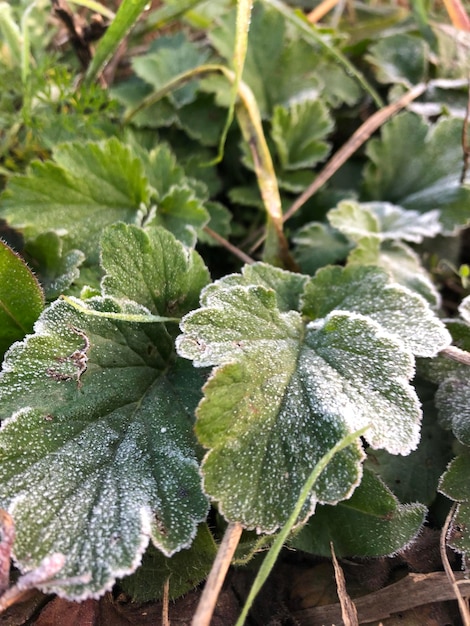 Green leaves in the frost