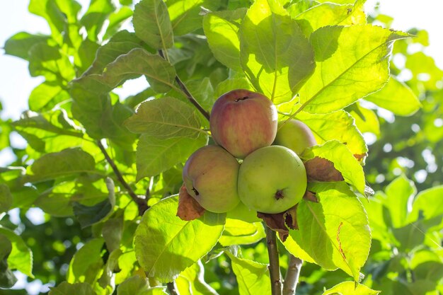 Green leaves and fruits of an apple tree against a blue sky