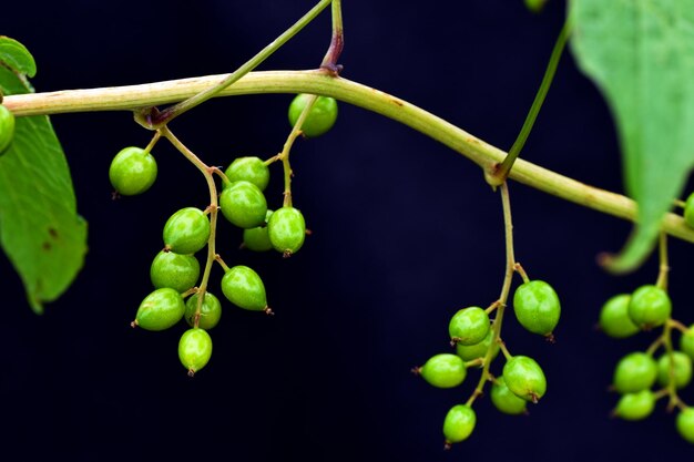 Green leaves and fruits of red bryony and white bryony Bryonia