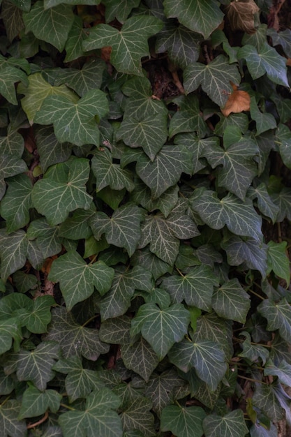 Green leaves of garden ivy