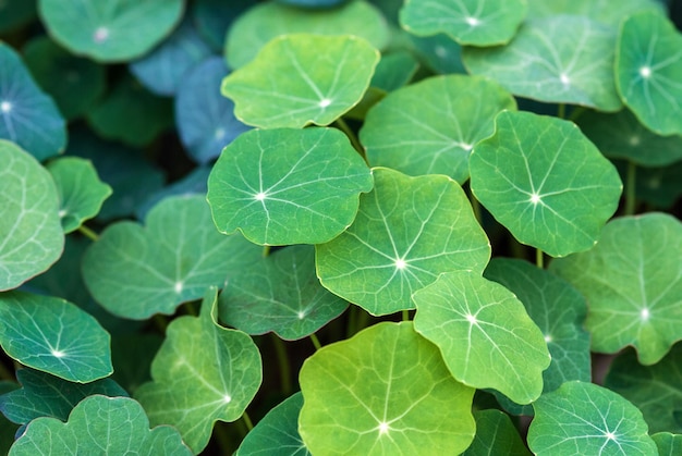 食用植物として栽培されているキンレンカの緑の葉