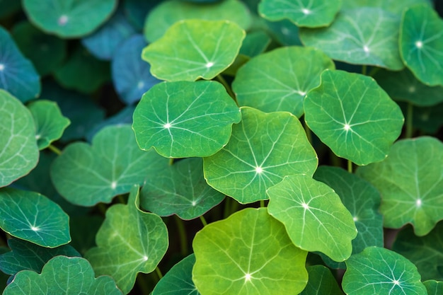 Green leaves of garden nasturtium cultivated as food plant