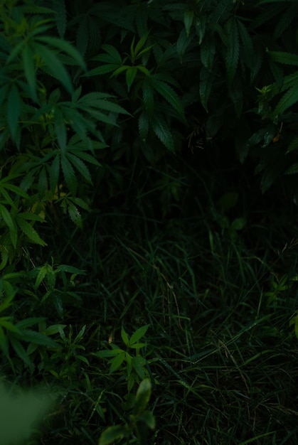 Green leaves in the garden