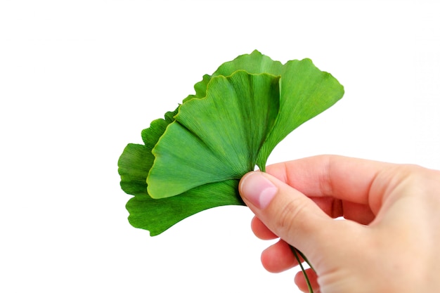 Green leaves of ginkgo Biloba in hand