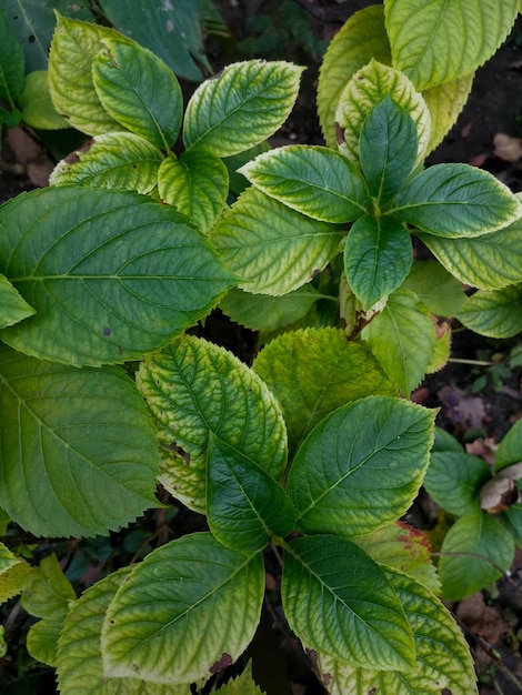 Green leaves gortensia