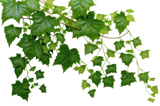 Green leaves of grape ivy Ivy leaves on a transparent background Generative AI technology