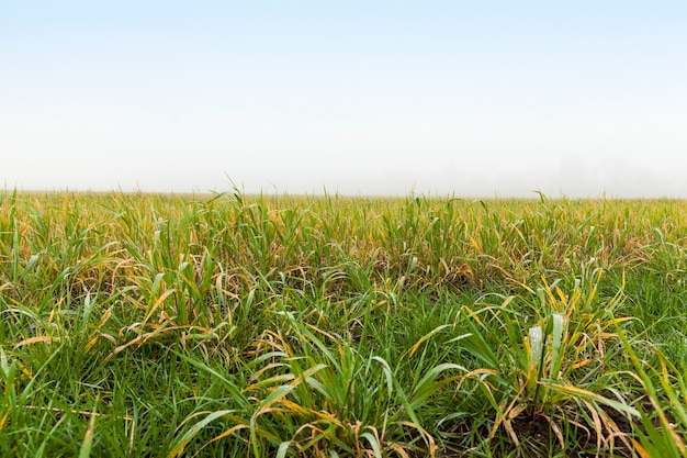 Green leaves of grass growing on a field