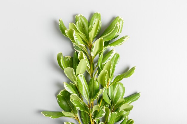 Green leaves on a gray background. copy space, summer background