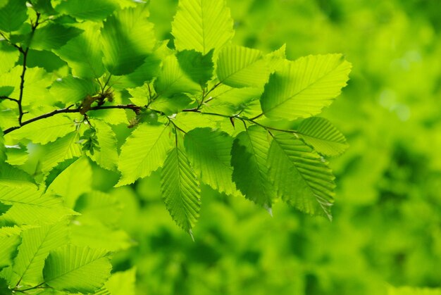 Green leaves over green background