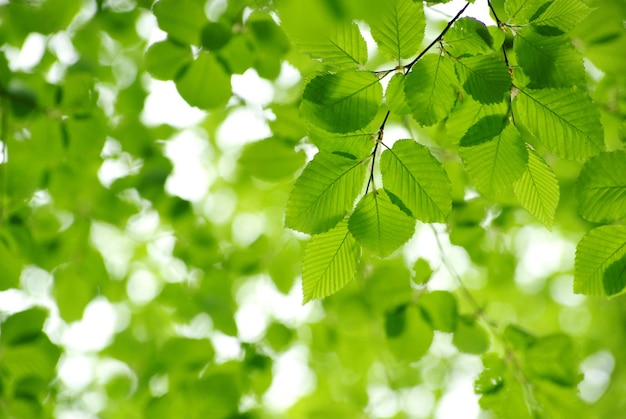 Зеленые листья на зеленом фоне