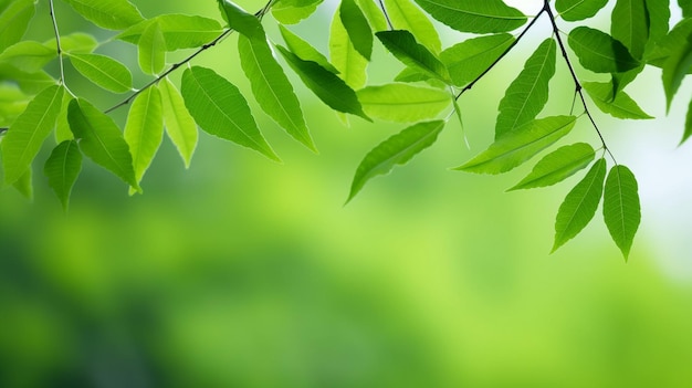 green leaves on the green backgrounds