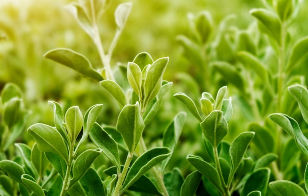 Green leaves on the green backgrounds