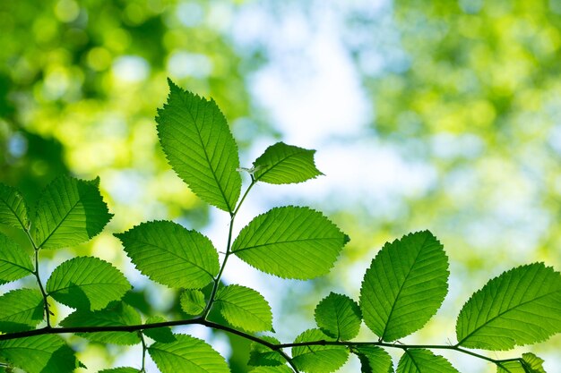 Foto foglie verdi sullo sfondo verde