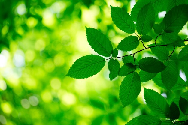 Green leaves on the green backgrounds