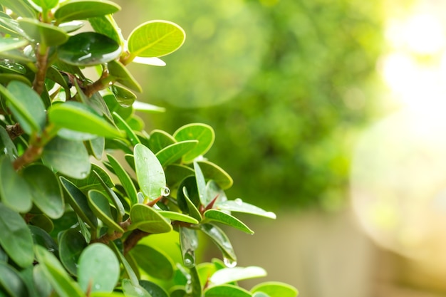 Green leaves green bokeh background in sunny day